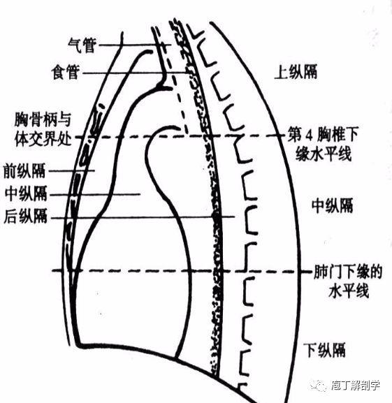 来源:熊猫放射       田军,花人青 ↓ 上纵隔结构(上方为背侧) 大体分