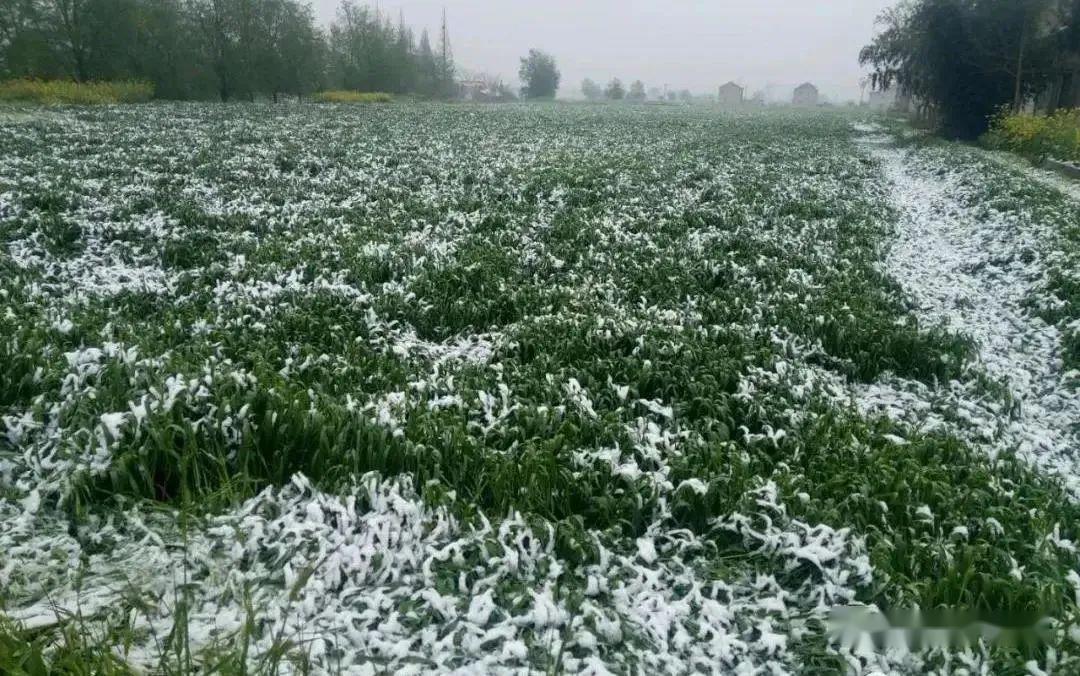 清明时节雨纷纷多地需防倒春寒