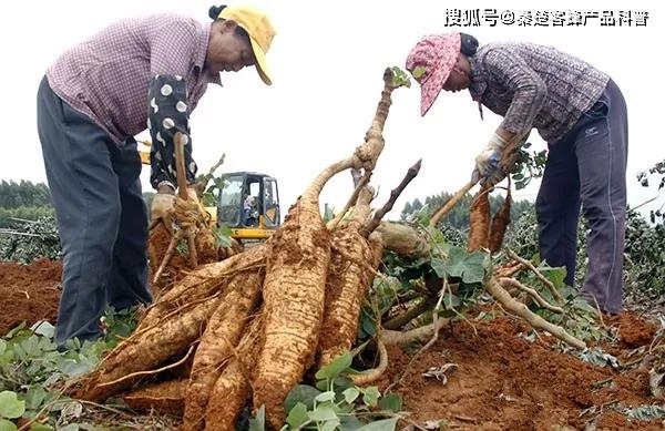 葛根粉的功效有哪些？