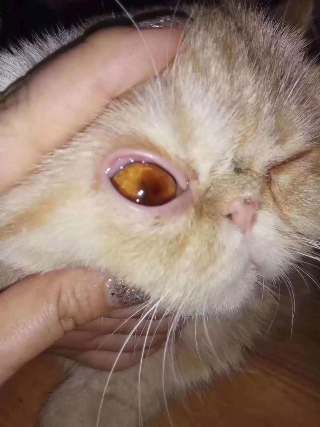 福懋动物医院:这样的猫眼睛致盲率极高,手术要趁早!_角膜