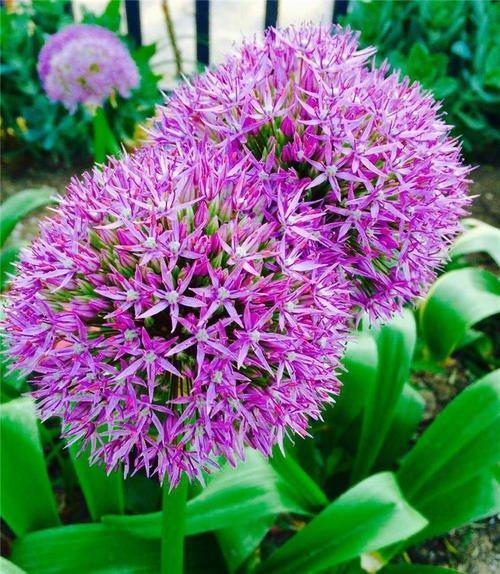 大葱开花是个 球 一种紫色的大花葱 花球更大茎秆更高 葱花