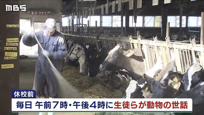当日本农业系高中停课后，连管种菜的教员都被拉去喂猪了...
