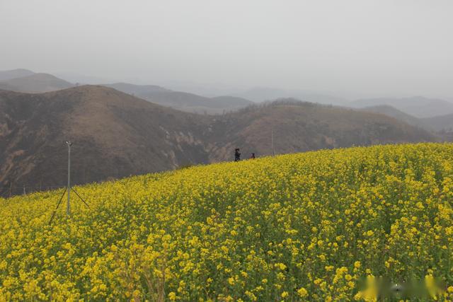 安塞南沟:油菜花开引客来