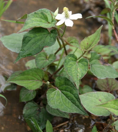 长在水里的一些水生植物果博网址它们的生存条件比陆生植物要严酷的多(图7)