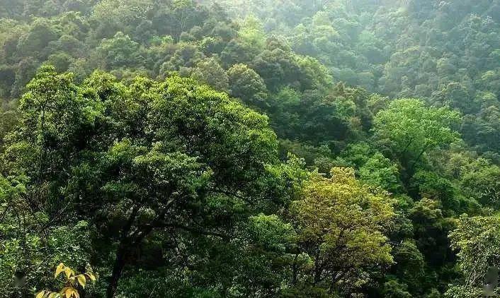 亚热带常绿阔叶林景观亚热带热带荒漠景观热带草原景观热带雨林景观