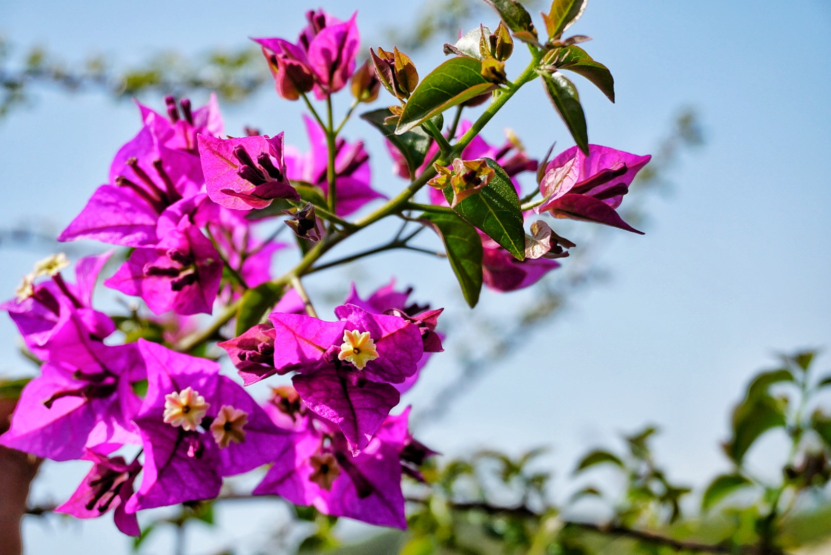 『高校』学校风景优美，不输厦门大学中国第一所民办本科高校
