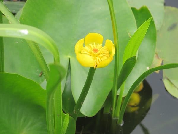 长在水里的一些水生植物果博网址它们的生存条件比陆生植物要严酷的多(图4)