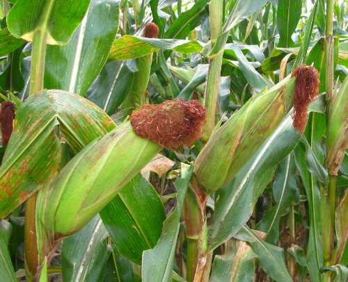农民种植玉米,成熟期做好这几点管理,助你亩增产超百斤!