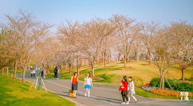 要说沪上赏樱地标,除了顾村公园,辰山植物园的 "樱花大道"必须拥有