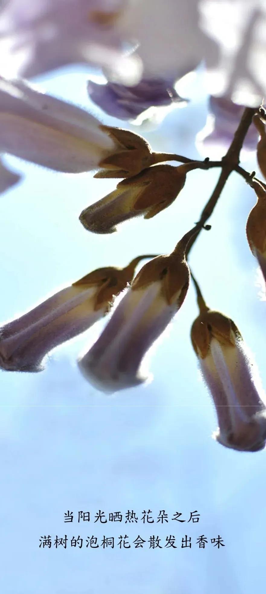 空实清明一候桐始华桐花开了清明到了