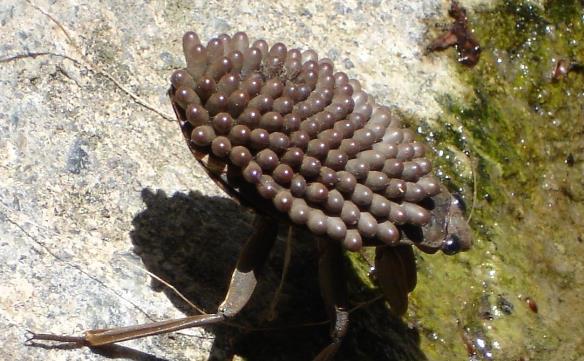 蒜头怎么保存不会生虫 a6fbcfe2bde14557b96a89375b6733e6.jpeg