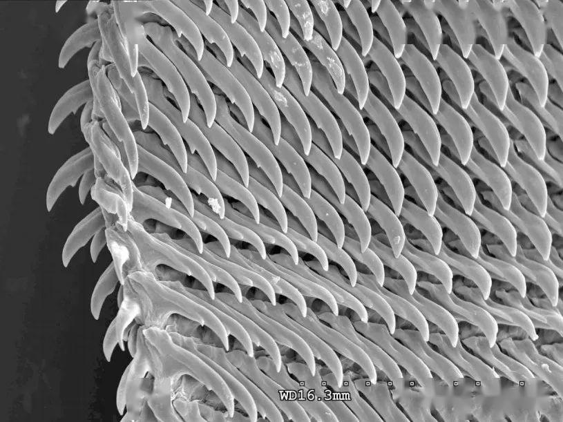 显微镜下蜗牛密集的牙齿 图片来自:natur