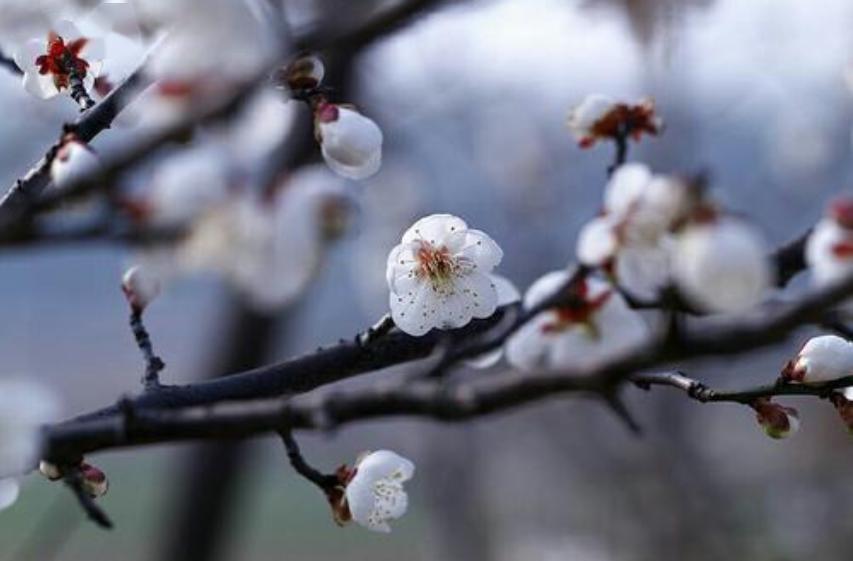 郁香简谱_儿歌简谱