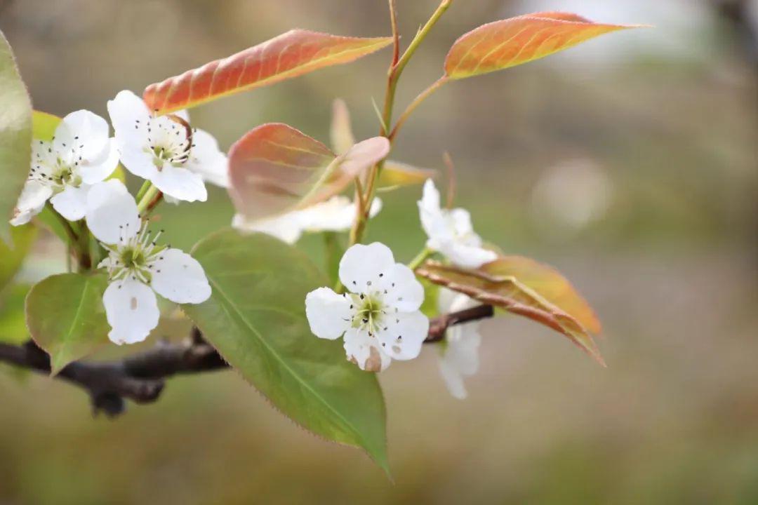 雨醉梨花,花醉人!带你看镇海该有的春天模样_梨园