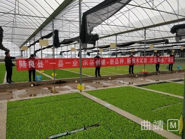 陆良GDP_陆良彩色沙林(2)