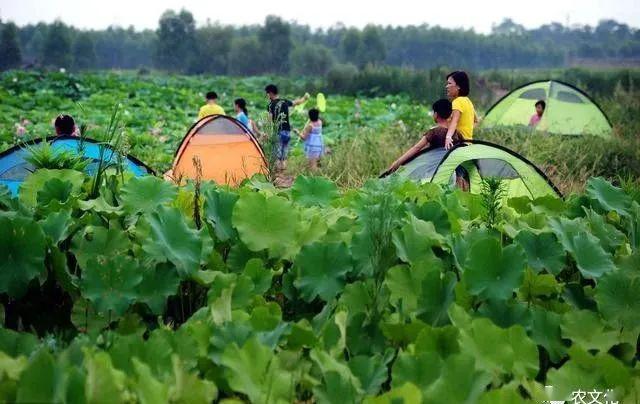 【三开云体育 Kaiyun.com 官网入口农融合】休闲农业规划到底该怎么做？(图5)