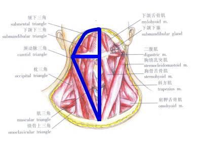 多图|颈部解剖详解,你值得收藏!_三角