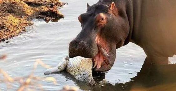看看河马吃鳄鱼凶狠样子就知