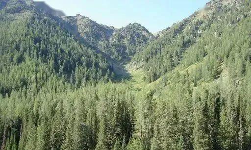 温带针叶林景观温带草原景观温带落叶阔叶林景观温带亚热带常绿硬叶林