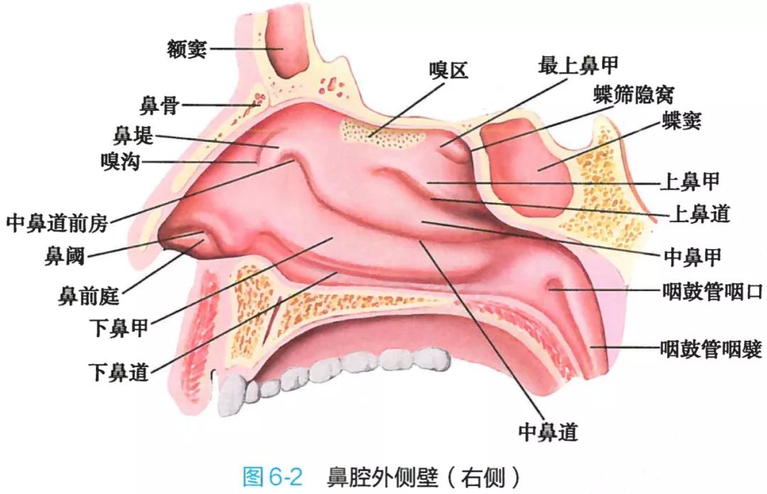 今日分享一套实用的 呼吸系统解剖图谱