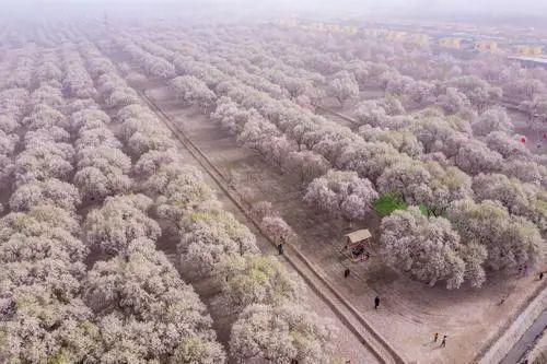 巴旦木花什么样百万亩花海又是什么样新疆莎车县告诉你答案