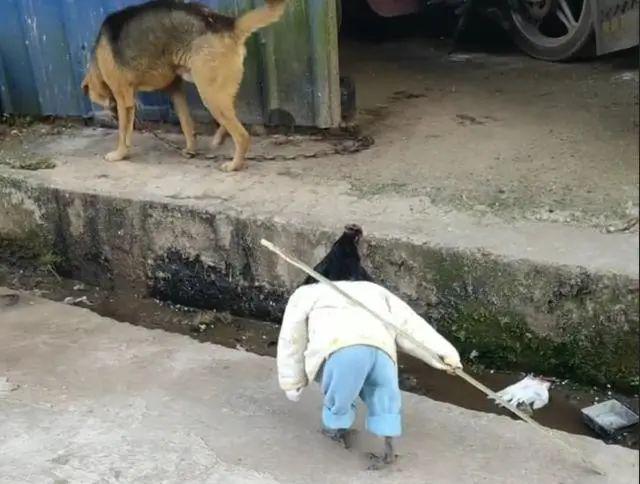 小屁孩拿着木棍气势汹汹要去打狗跑到前面拦阻笑出声了