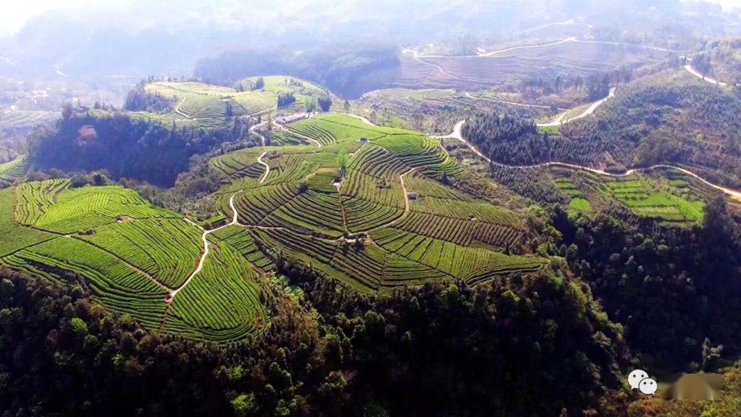 威远旅游小河镇的茶香再次飘进央视