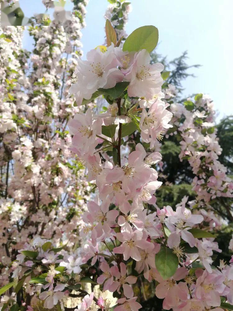 校园拾景|茌平区实验小学:春和景明,香远益清
