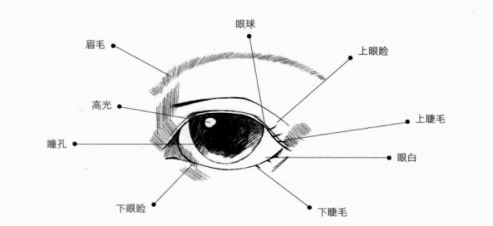 【人体绘画】人体头部结构难点解析及漫画应用_五官