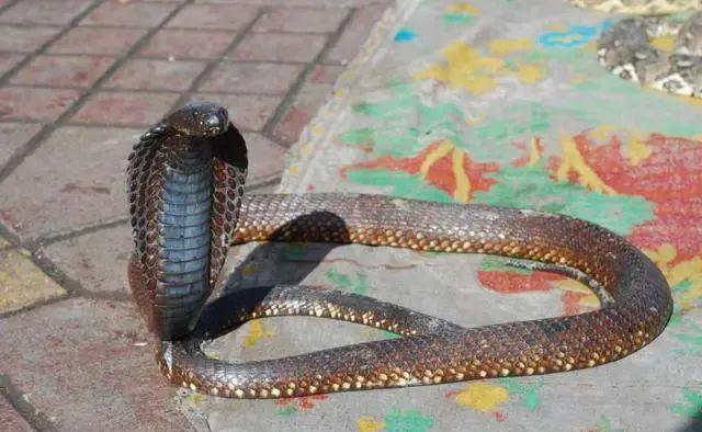 蛇是什么时候醒来 e5ce549683e944d787c920ee98be9a41.jpeg