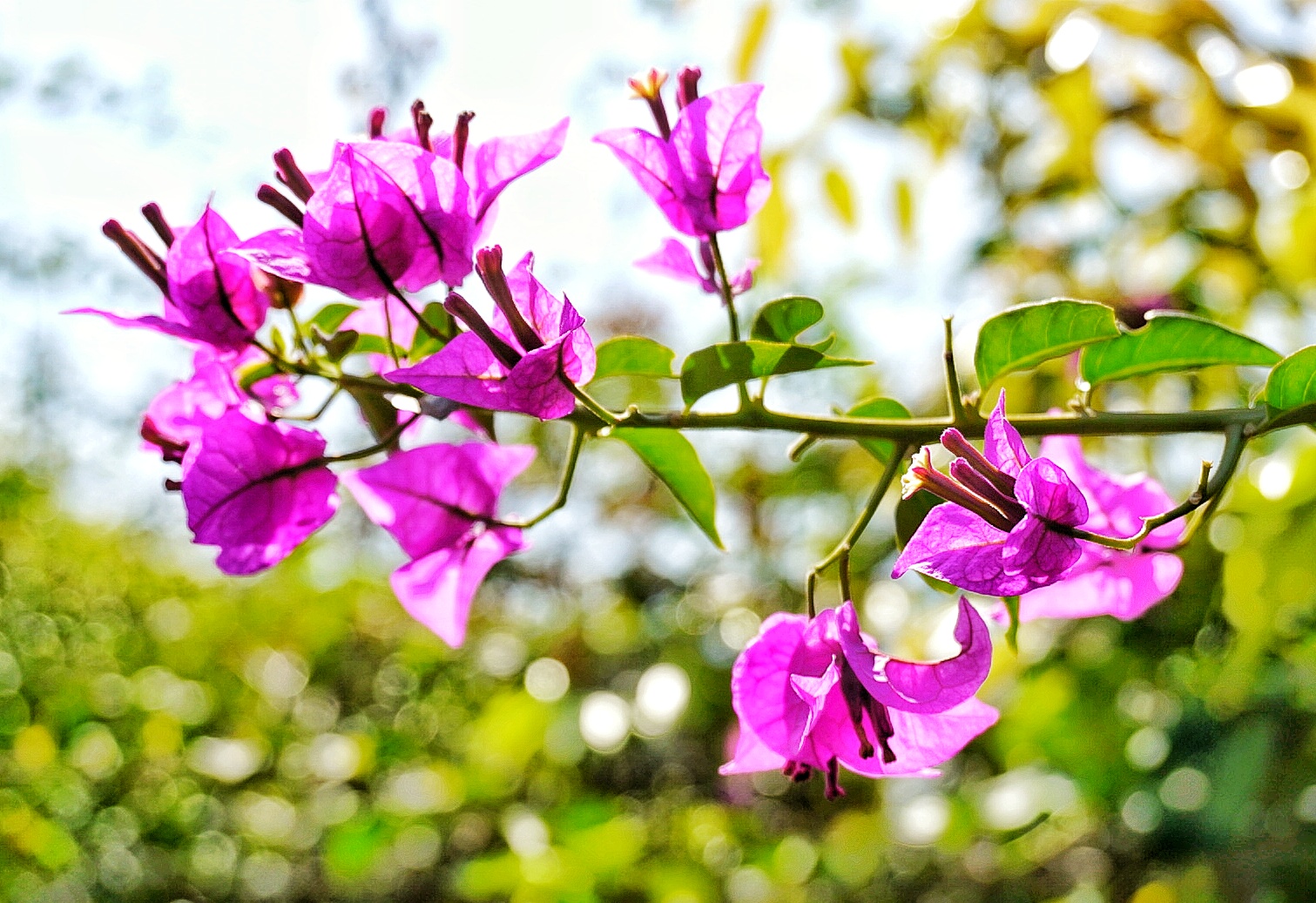 『高校』学校风景优美，不输厦门大学中国第一所民办本科高校