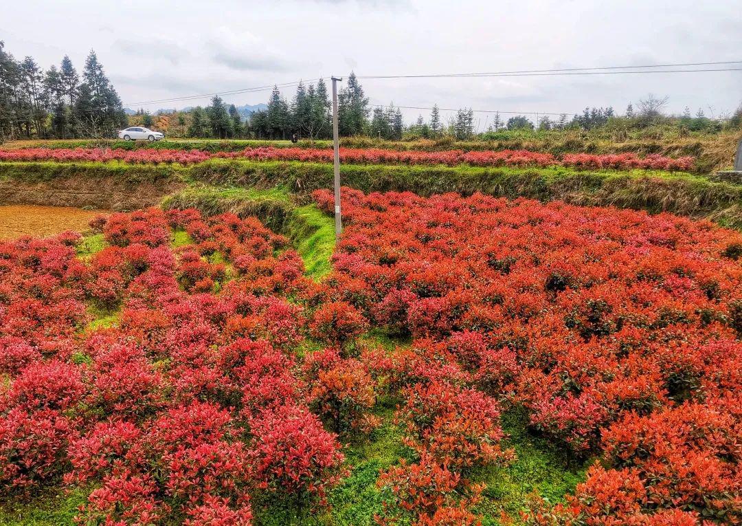 杨家寨苗圃基地的红叶石楠