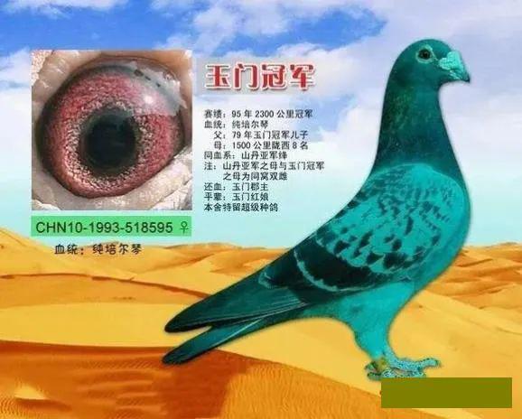国内超长距离精品信鸽欣赏,让我们传承远程赛鸽,国血精神!
