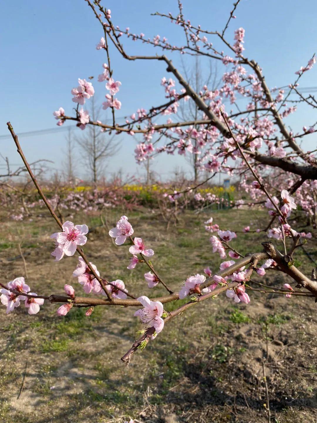 【夏集桃花源】"疫"间节未办,桃花依旧开!