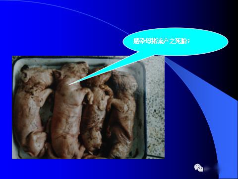 母猪表现为咳嗽,发热,精神不振,随之发生流产,死产,木乃伊胎及弱仔,弱