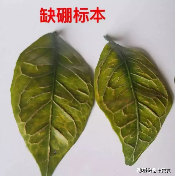 缺磷,缺钾,缺钙,缺镁,缺及过硼,缺硫,缺锌,缺铜,缺锰,缺铁,缺钼和柑橘