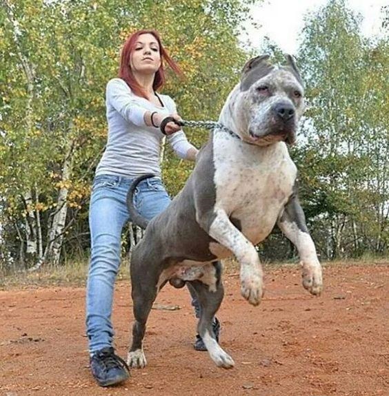 恶霸犬,美女的带刀侍卫