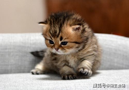 这奶凶奶凶的小猫咪真是天生的王霸之气