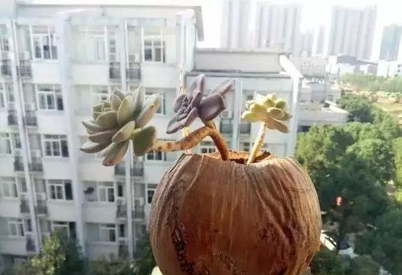 龟背竹杆上长出的根 06b63e61f58749e6acf705b38e1a1e9c.jpeg