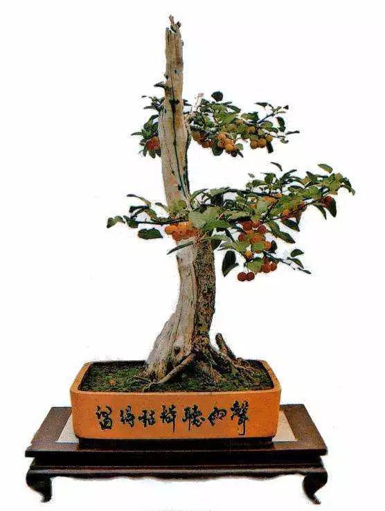 你是我的小啊小苹果,怎么爱你都不嫌多……寒冬里,阳台上生长出的红