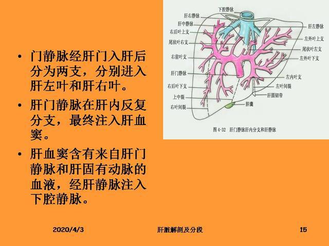 肝脏的解剖和分段