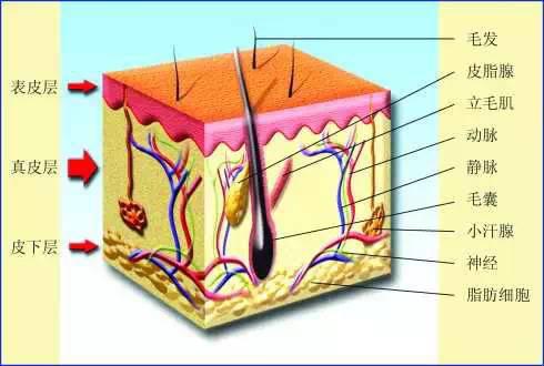 皮肤学一:皮肤结构