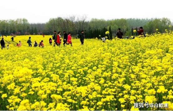 章丘油菜花观赏攻略记得要收藏哦