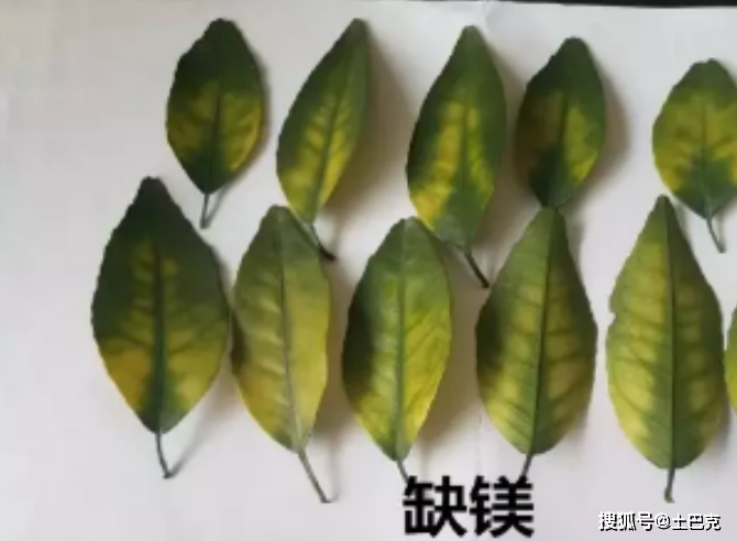 缺磷,缺钾,缺钙,缺镁,缺及过硼,缺硫,缺锌,缺铜,缺锰,缺铁,缺钼和柑橘