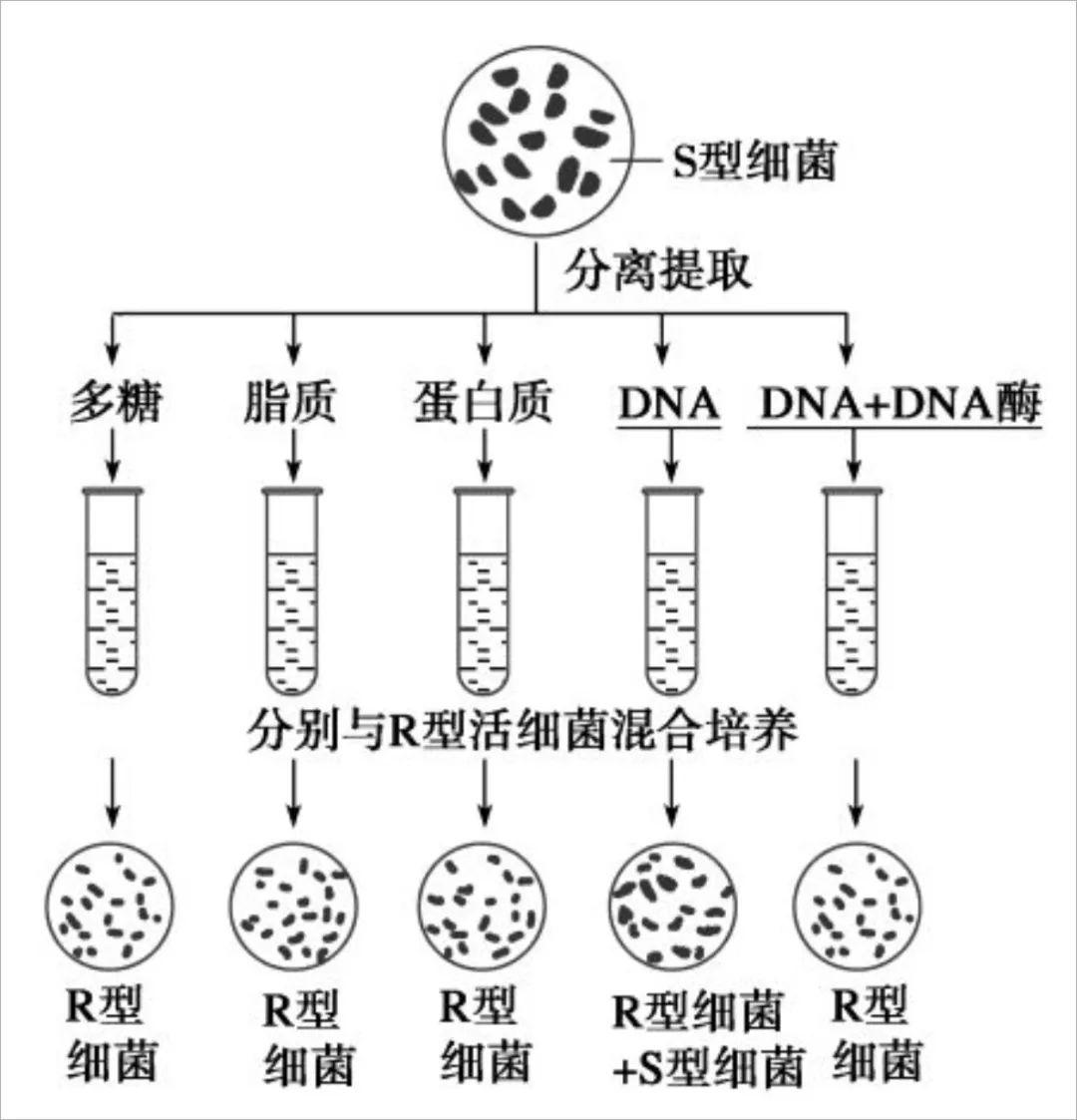 直到1944年,美国微生物学家奥斯瓦尔德·艾弗里(oswald avery,1877