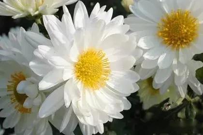 明日清明节清明菊花送给远在天堂的亲人愿他们安好
