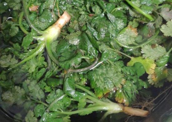 怎么种香菜种子步骤 2d080045e71d4a8b8c52b9ba61a40d07.jpeg