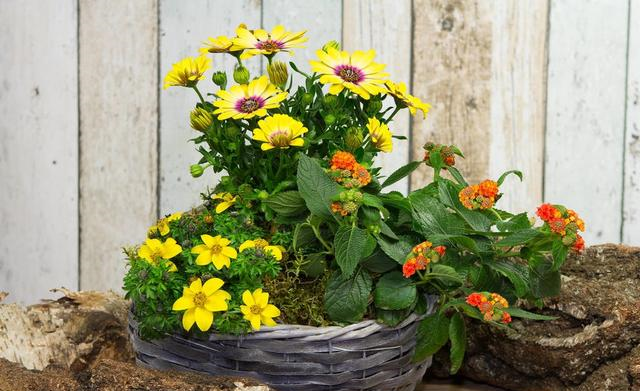 怎么养花才能养得好开花大 2fc0fb924a924544867aeeb44859c064.bmp