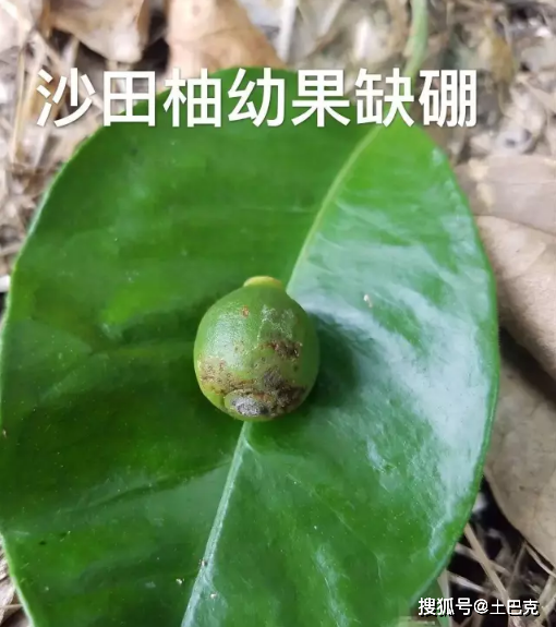 缺磷,缺钾,缺钙,缺镁,缺及过硼,缺硫,缺锌,缺铜,缺锰,缺铁,缺钼和柑橘