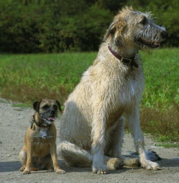 原创爱尔兰猎狼犬犬中法拉第结合了力量和速度